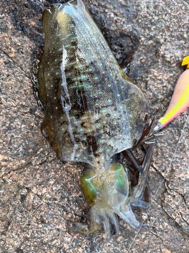 アオリイカの釣果