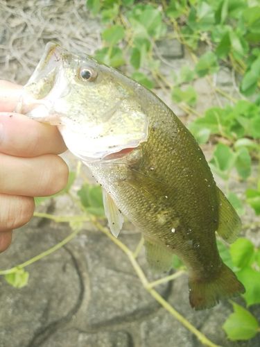 ラージマウスバスの釣果