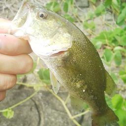 ラージマウスバス