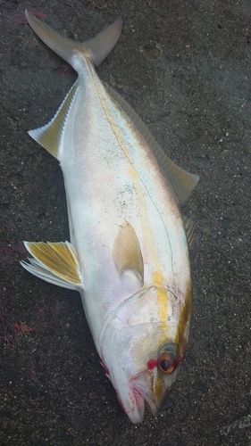 ショゴの釣果