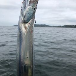 タチウオ