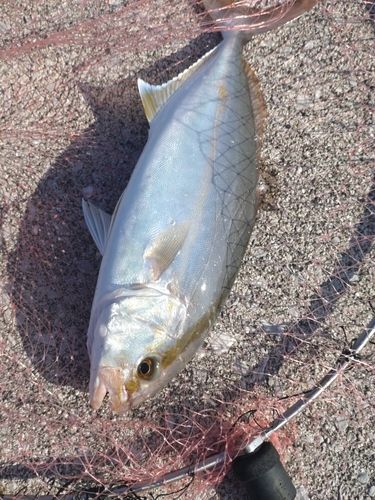 ネイリの釣果