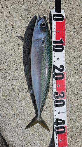 サバの釣果