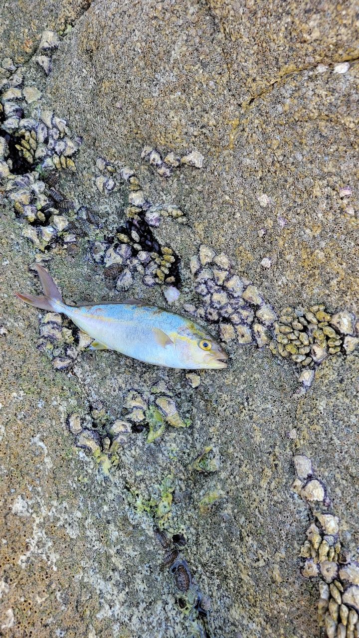 ネリゴ