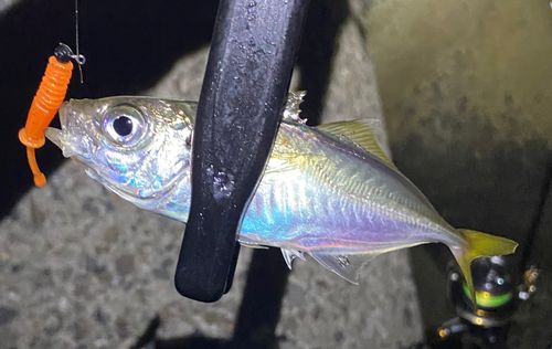 マアジの釣果