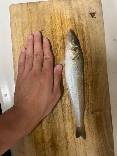 キスの釣果
