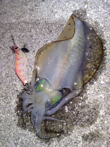 アオリイカの釣果