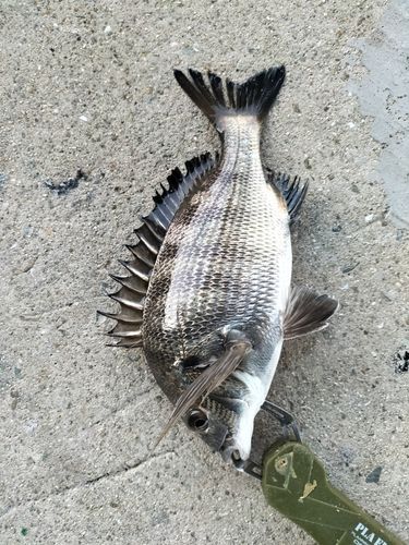 チヌの釣果