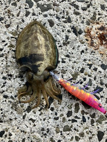モンゴウイカの釣果