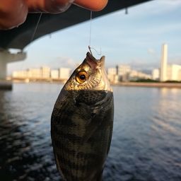 チヌ