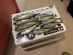 サバの釣果