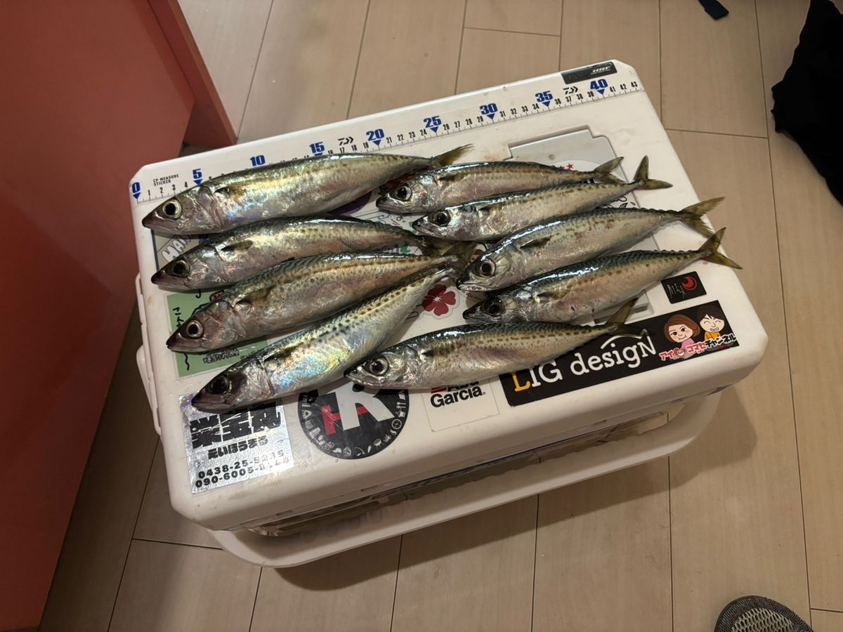 まなひなさんの釣果 1枚目の画像