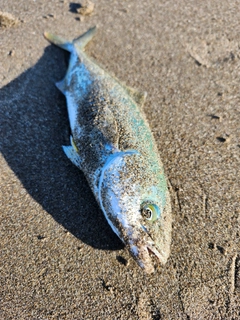 ワカシの釣果