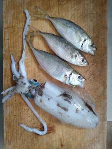 イカの釣果