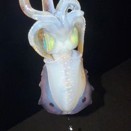 アオリイカ