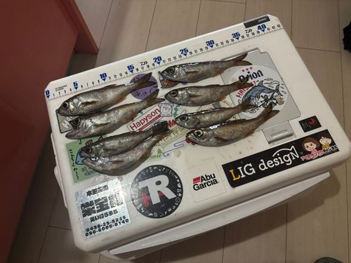 ムツの釣果