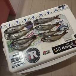 ムツ