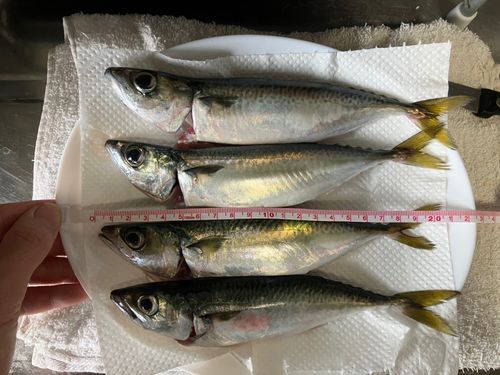 アジの釣果