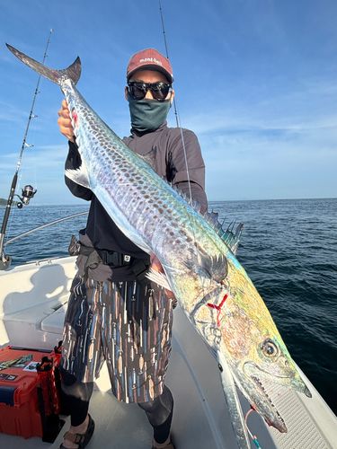 サワラの釣果