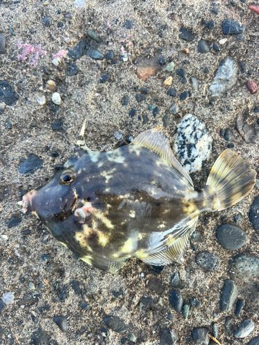 カワハギの釣果