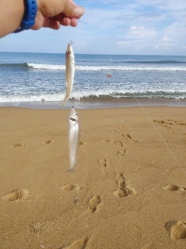 キスの釣果