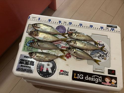 アジの釣果
