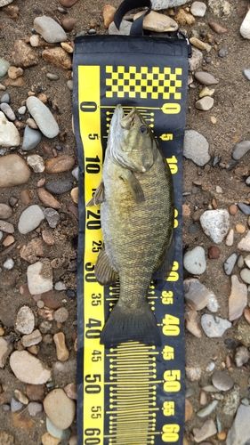 スモールマウスバスの釣果