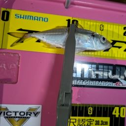 マアジ