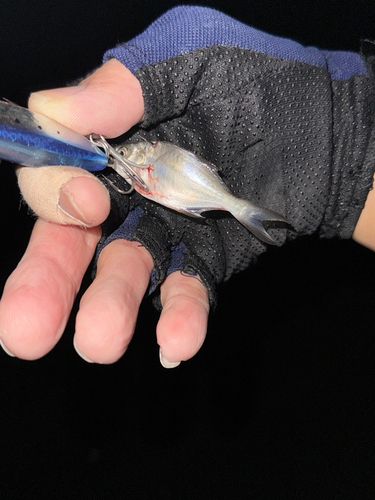 釣果