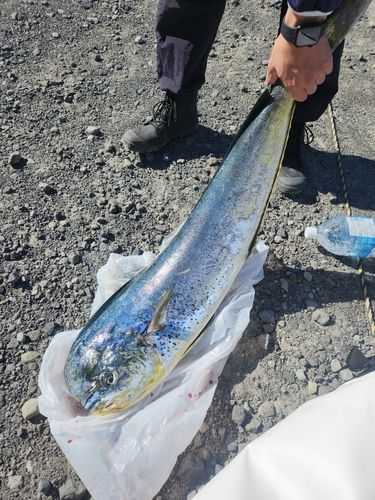 シイラの釣果