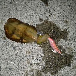 アオリイカ