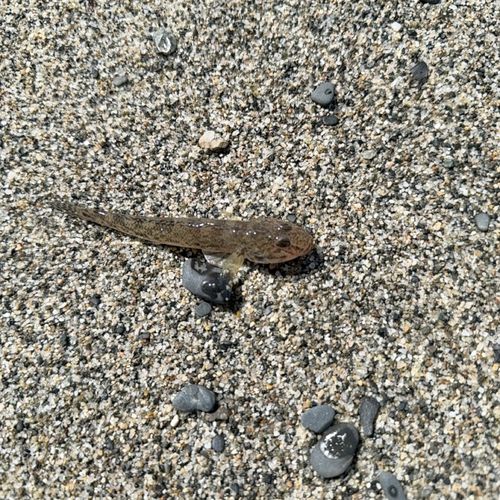 ハゼの釣果