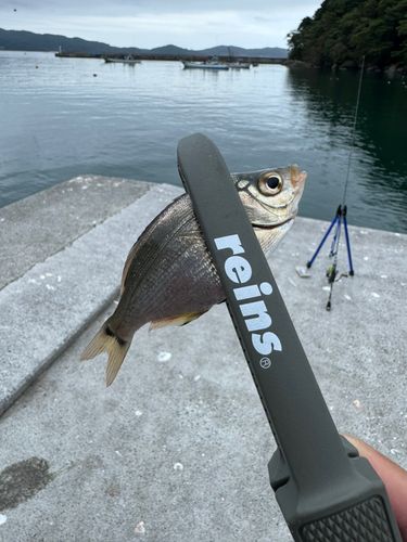 ウミタナゴの釣果