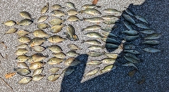 ブラックバスの釣果