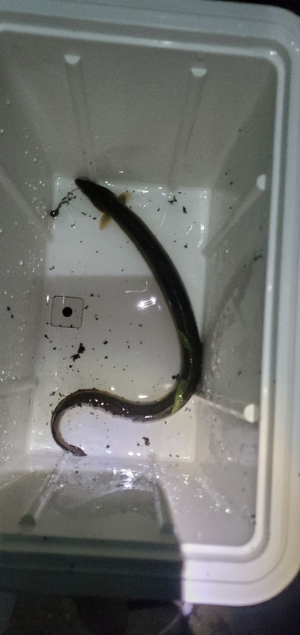ウナギ