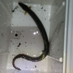 ウナギ