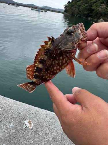 カサゴの釣果