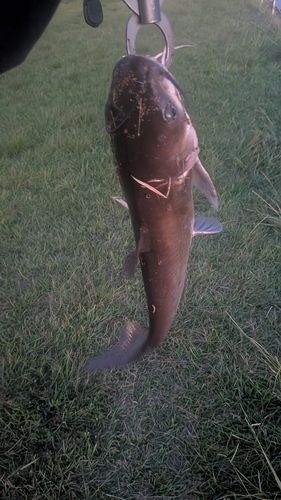 アメリカナマズの釣果