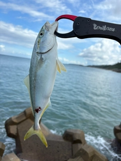 ワカシの釣果