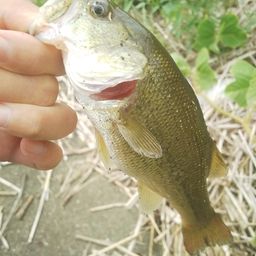 ラージマウスバス