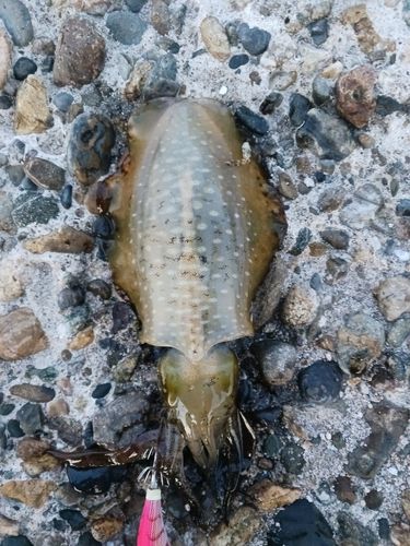 アオリイカの釣果