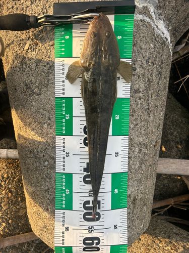 マゴチの釣果