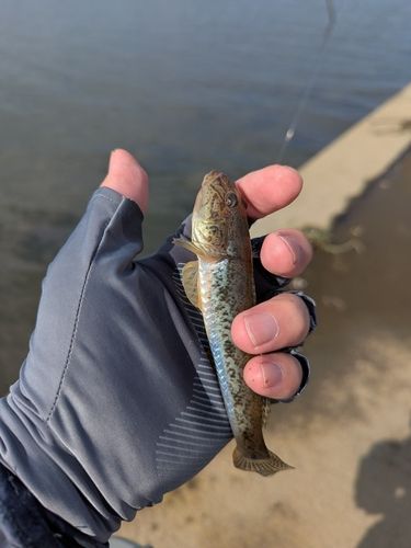 ハゼの釣果
