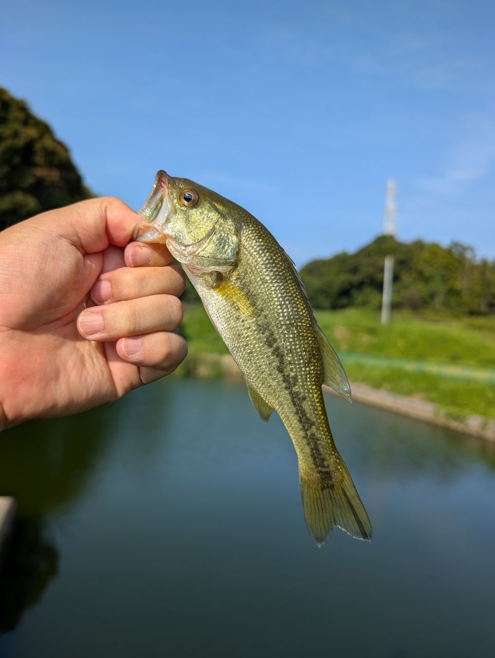 ブラックバス