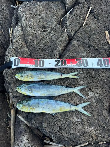 シイラの釣果