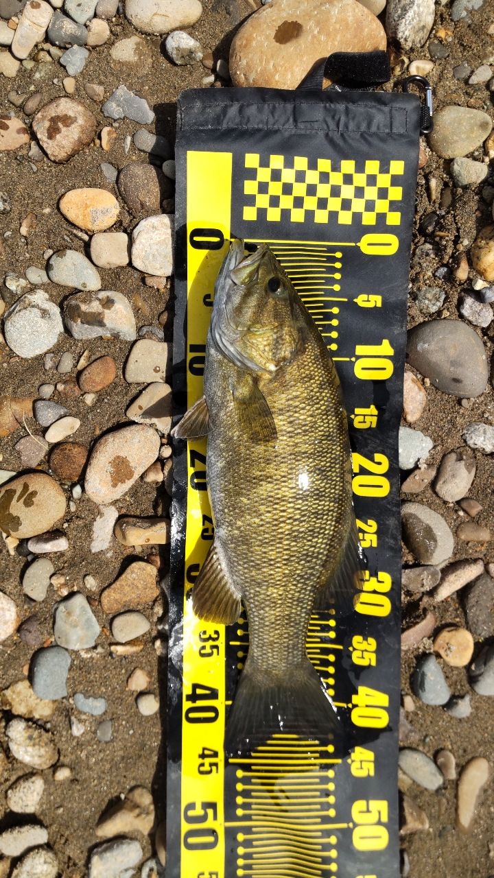 スモールマウスバス