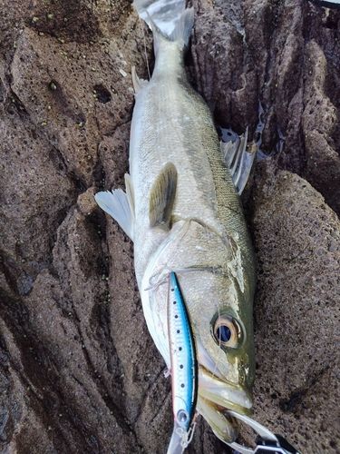 スズキの釣果