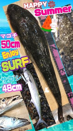 マゴチの釣果