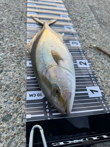シオの釣果