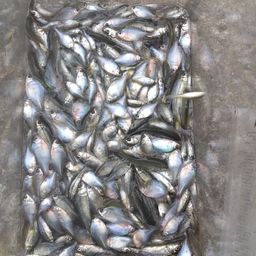 タイリクバラタナゴ